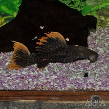 L600 Orange Seam Leopard Cactus Pleco (Pseudacanthicus leopardus)