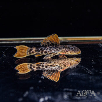 L600 Orange Seam Leopard Cactus Pleco (Pseudacanthicus leopardus)