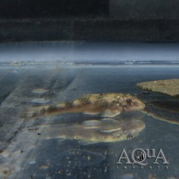 LDA025 Pitbull Pleco (Parotocinclus jumbo)