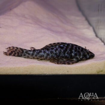 LDA030 Bola Pleco (Peckoltichthys bachi)