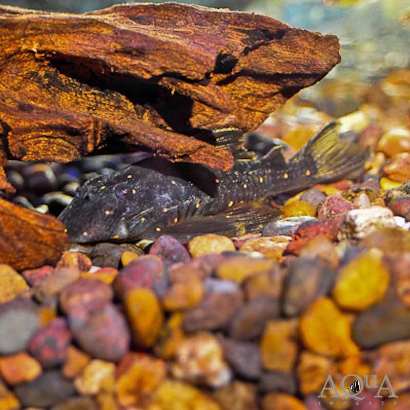 LDA031 Mustard Spot Pleco (Panaqolus albomaculatus)