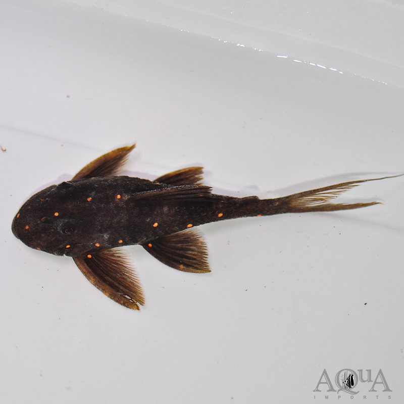 LDA031 Mustard Spot Pleco (Panaqolus albomaculatus)
