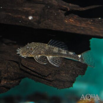 LDA08 Claro Pleco (Ancistrus claro)