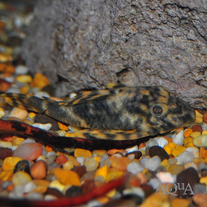 LDA61 Morruda Pleco (Peckoltia sp. LDA61)