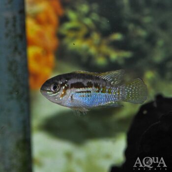 Araguaia Dwarf Acara (Laetacara araguaiae)