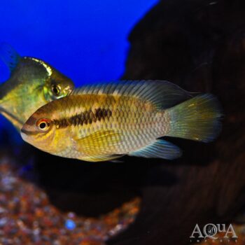 Laetacara flavilabris