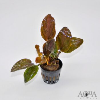 Lagenandra meeboldii 'Red'
