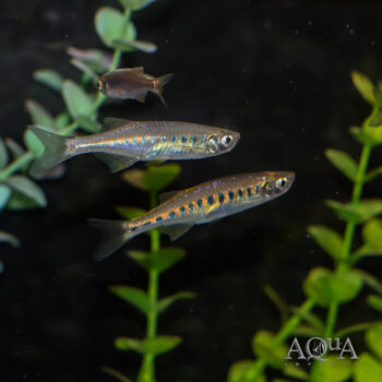 Lake Inle Danio (Inlecypris auropurpurea)