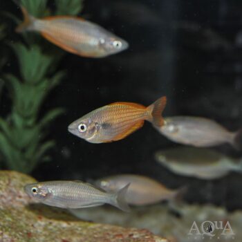 Lake Kurumoi Rainbow (Melanotaenia parva)