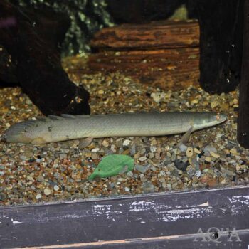 Lake Turkana Senegal Bichir (Polypterus senegalus)