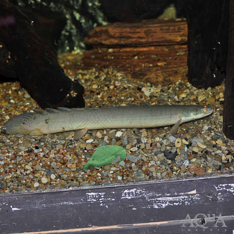 Lake Turkana Senegal Bichir (Polypterus senegalus)