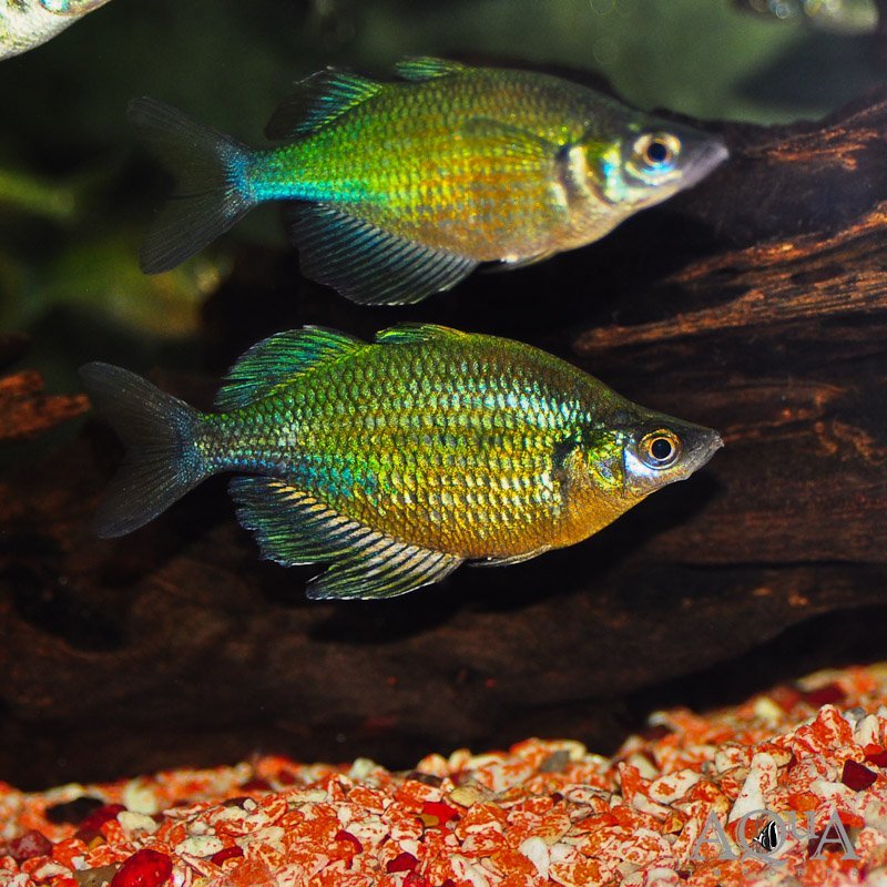 Lake Wanam Rainbow (Glossolepis wanamensis)