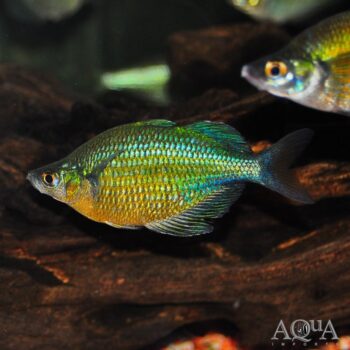 Lake Wanam Rainbow (Glossolepis wanamensis)