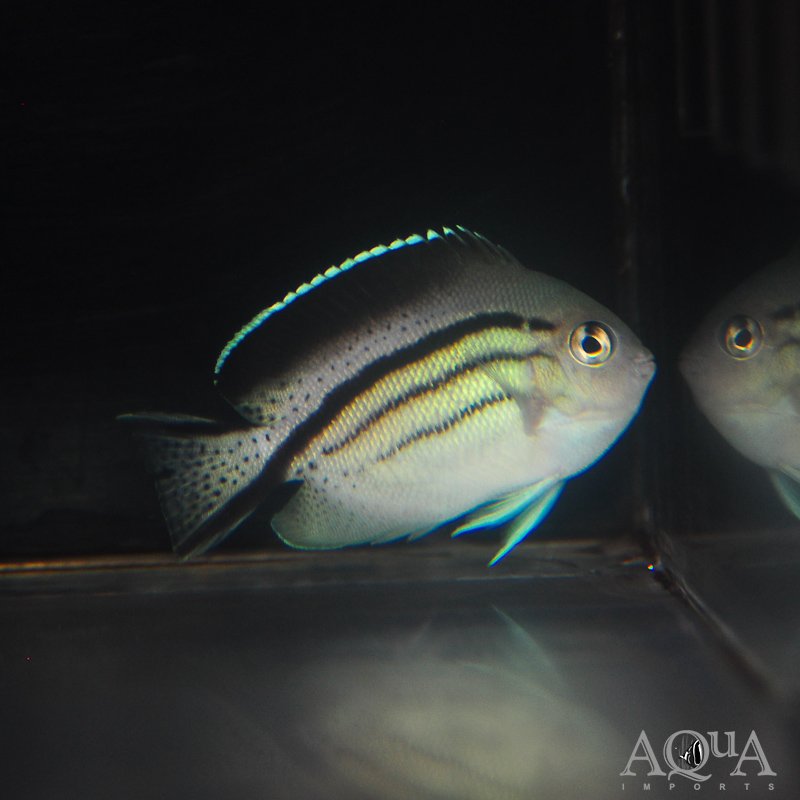 Lamarck's Angelfish (Genicanthus lamarck)