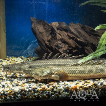 Lapradei Bichir (Polypterus lapradei)