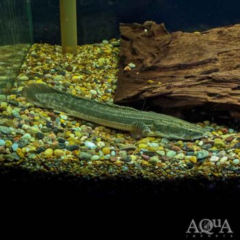 Lapradei Bichir 'Bayelsa' (Polypterus lapradei)