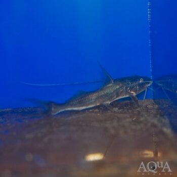 Laulau Catfish (Brachyplatystoma cf. vaillanti)