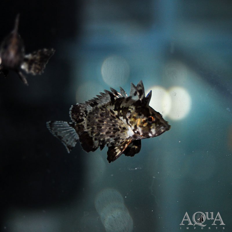 Leaf Goblinfish (Neovespicula depressifrons)