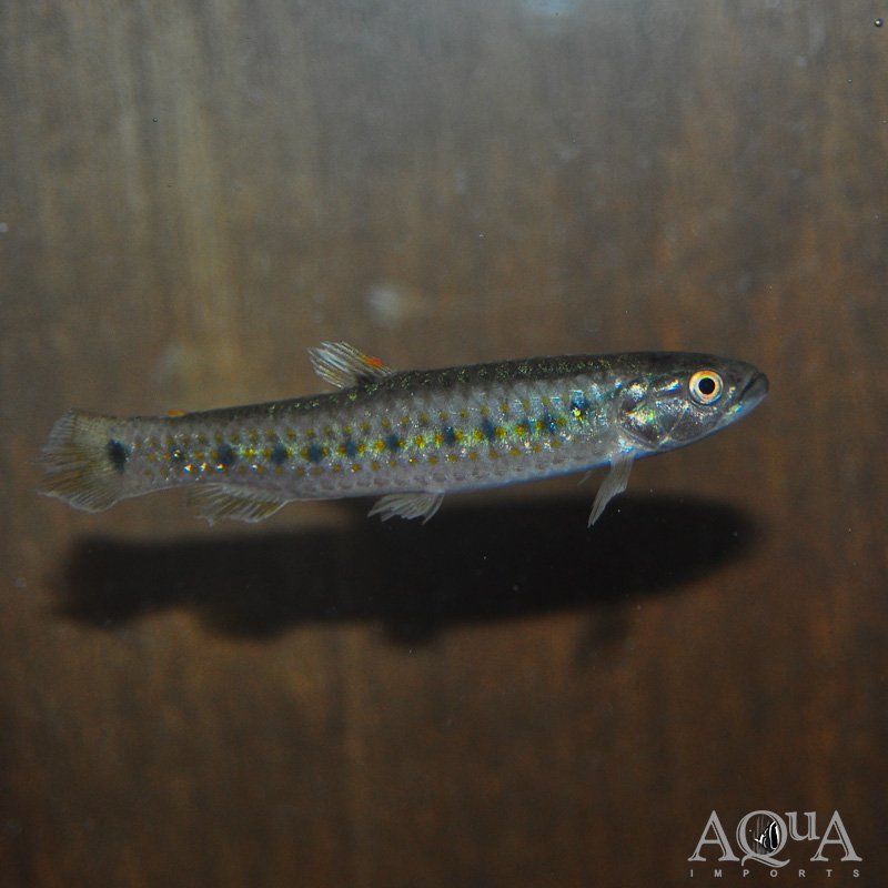 Lebiasina multimaculata