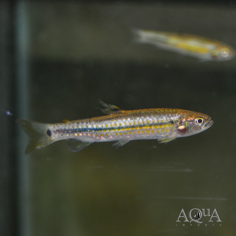 Piabucina intermedia