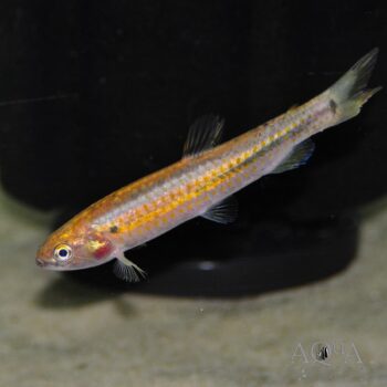 Piabucina intermedia