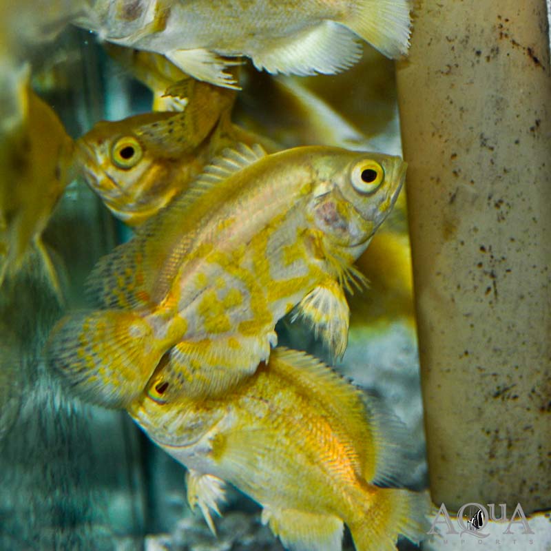 Lemon Oscar (Astronotus ocellatus)