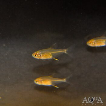 Lemon Tetra (Hyphessobrycon pulchripinnis)