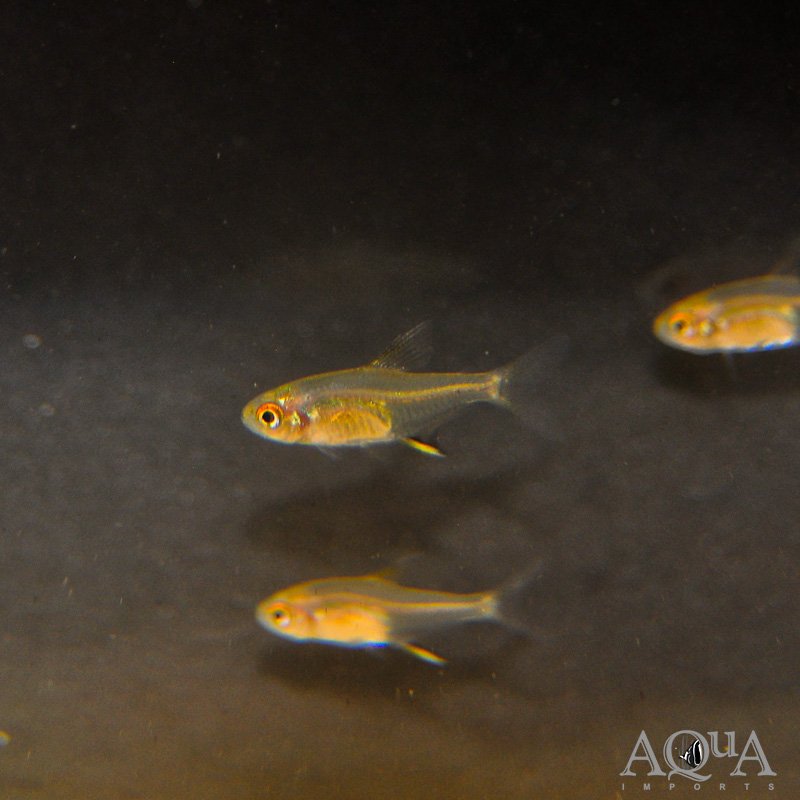 Lemon Tetra (Hyphessobrycon pulchripinnis)