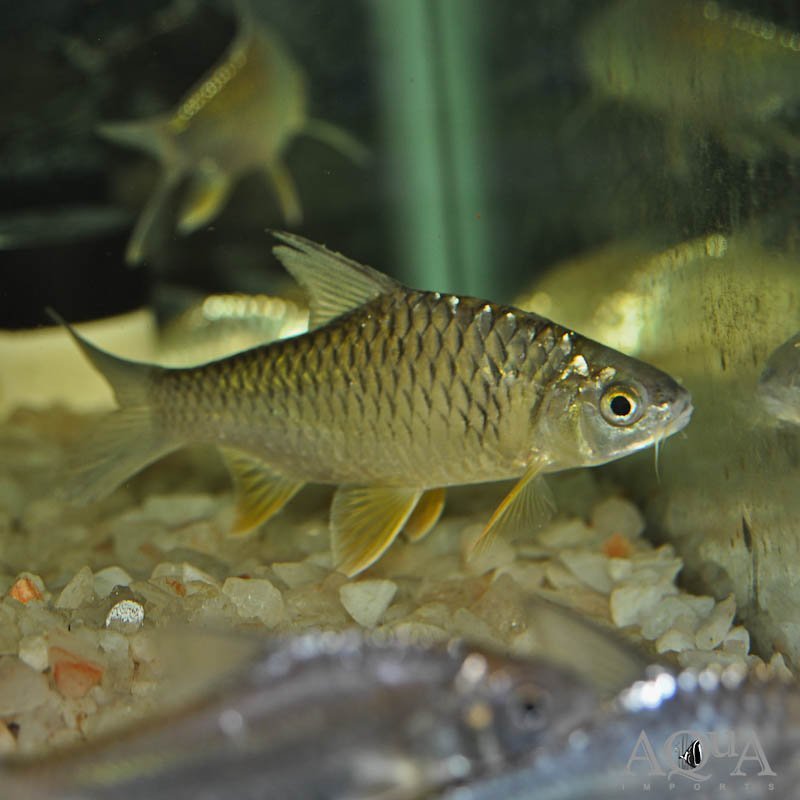 Lemonfin Barb (Hypsibarbus wetmorei)