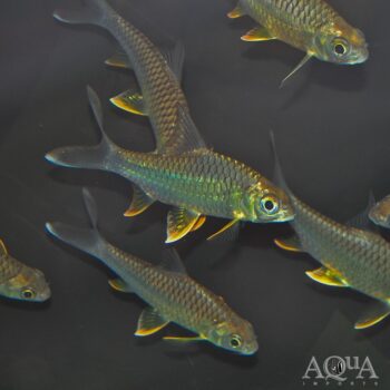 Lemonfin Barb (Hypsibarbus wetmorei)