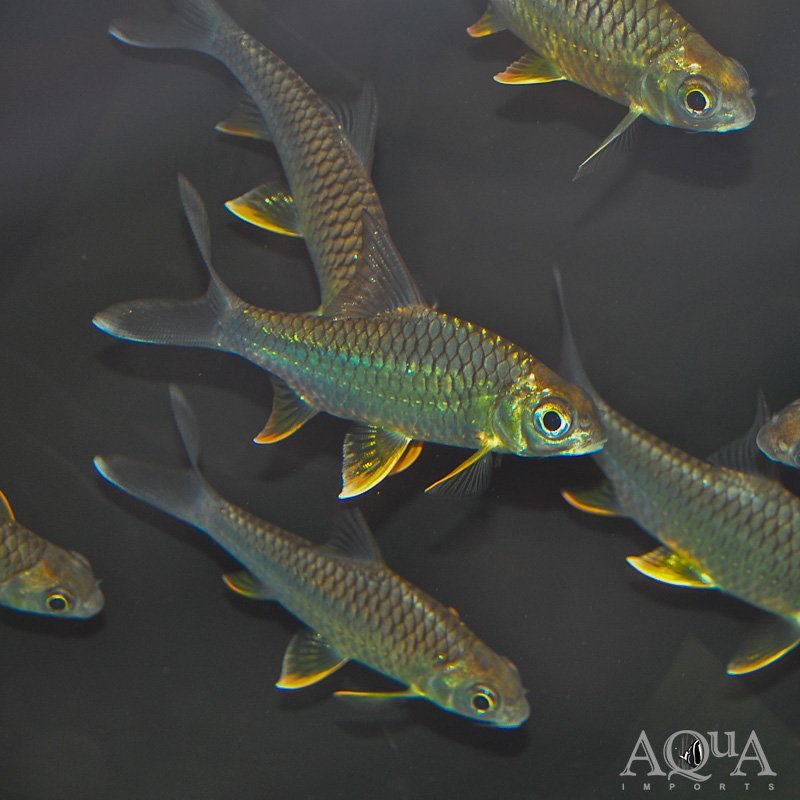 Lemonfin Barb (Hypsibarbus wetmorei)