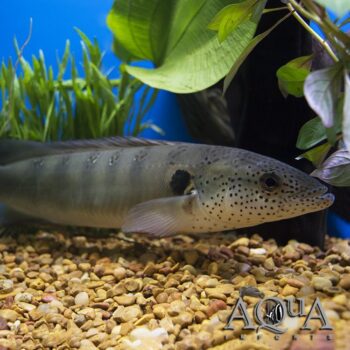 Lenticulata Pike Cichlid (Lugubria lenticulata)