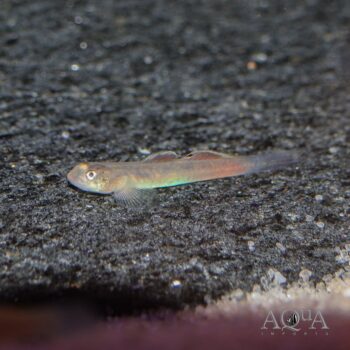 Papuan Red Goby (Lentipes cf. multiradiatus)
