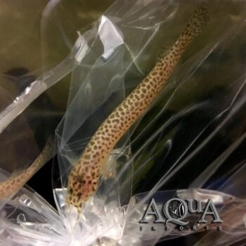 Leopard Candiru Catfish (Ituglanis amazonicus)