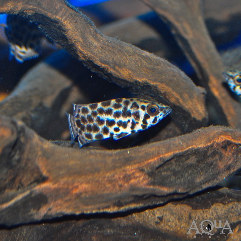 Leopard Ctenopoma (Ctenopoma acutirostre)