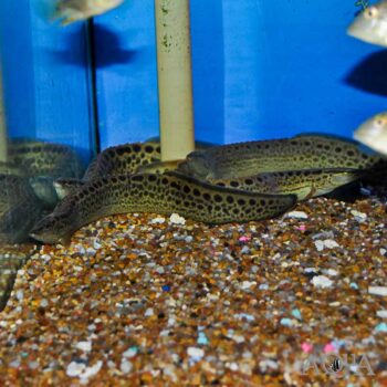 Leopard Eel (Mastacembelus cf. dayi)