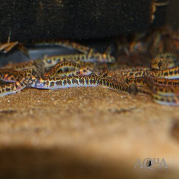 Leopard Kuhli Loach (Pangio shelfordii)