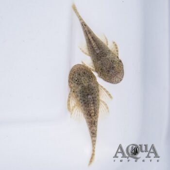 Leopard Rubber Pleco (Chaetostoma sp. 'San Alejandro')