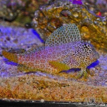 Leopard Blenny (Exallias brevis)