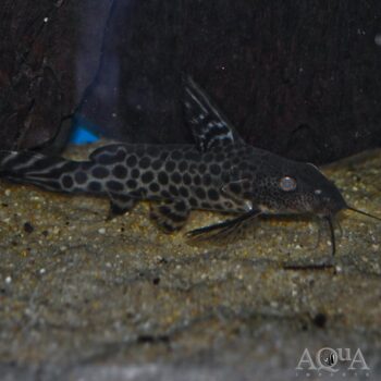 Leopard Synodontis Catfish (Synodontis pardalis)