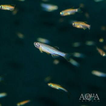 Leopard Zebra Danio (Brachydanio rerio)