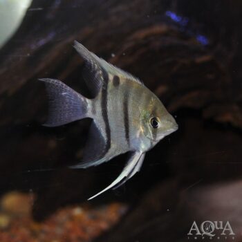 Longnose/Leopoldi Angel (Pterophyllum leopoldi)