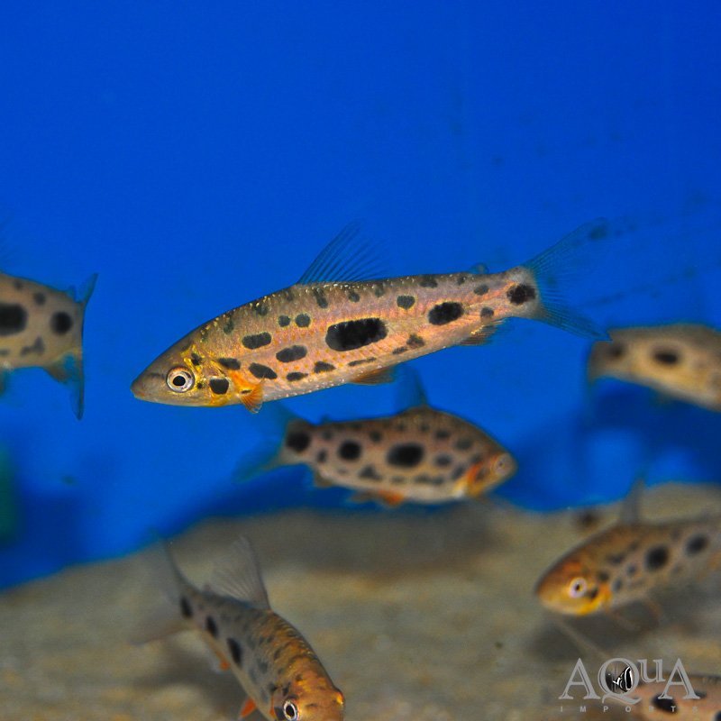 Leporinus granti