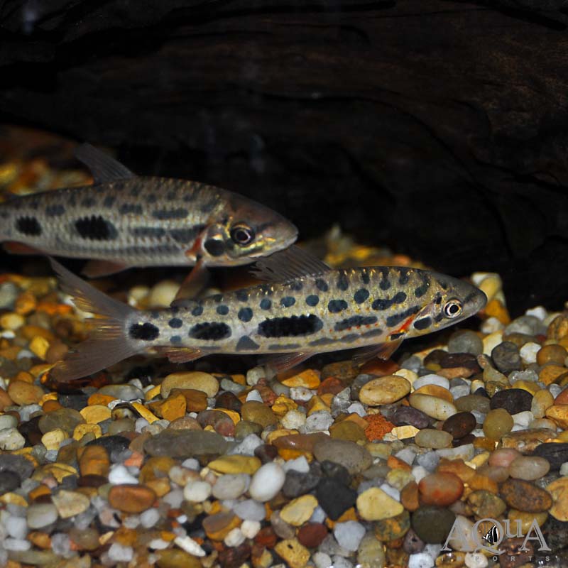 Leporinus granti