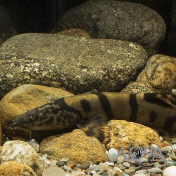 Royal Clown Loach (Leptobotia elongata)