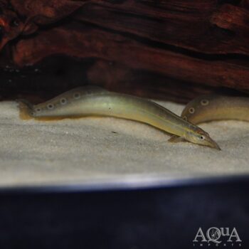 Lesser Spiny Eel (Macrognathus aculeatus)