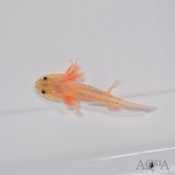 Leucistic Axolotl (Ambystoma mexicanum)
