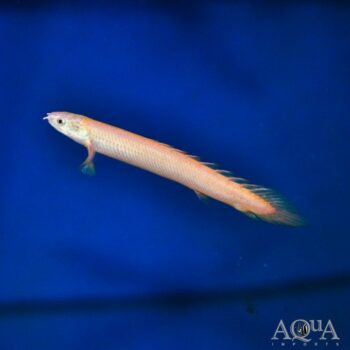 Leucistic Senegal Bichir (Polypterus senegalus)