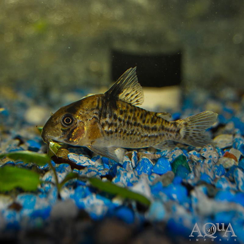 Leucomelas Cory (Hoplisoma leucomelas)