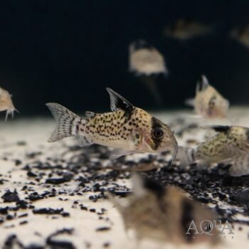 Leucomelas Cory (Hoplisoma leucomelas)
